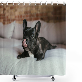 Personality  Black French Bulldog Sticking Out Tongue While Lying On Sofa Shower Curtains