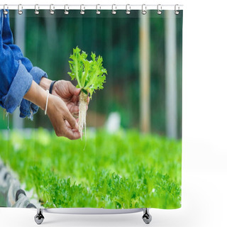 Personality  Organic Vegetables In Plant,Hydroponic Vegetables Growing In Greenhouse,Hydroponics,Organic Fresh Harvested Vegetables,Farmers Hands Holding Fresh Vegetables. Shower Curtains