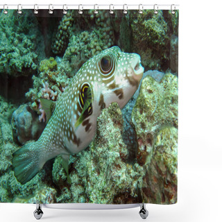 Personality  Whitespotted Puffer (Arothron Hispidus) Shower Curtains