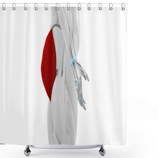 Personality  Gluteus Maximus - Muscles Shower Curtains