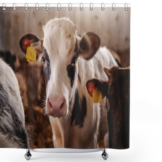 Personality  Close Up Of Cute Curious Calf With Tags On Ears Looking At Camera. Byre Interior. Shower Curtains