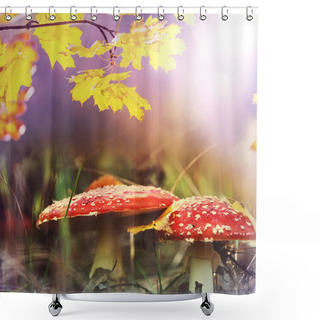 Personality  Mushrooms In Forest Shower Curtains