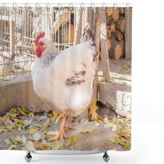 Personality  Hens In The Backyard Into A Sunny Day Shower Curtains