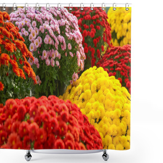Personality  View Of Fresh Beautiful Colorful Chrysanthemum Flowers Shower Curtains