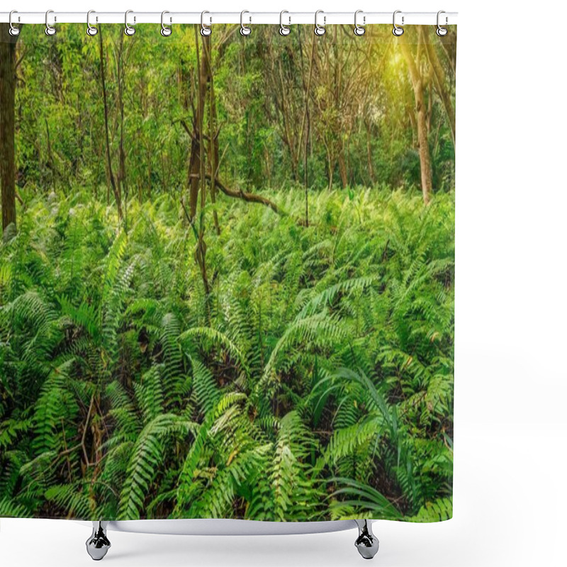 Personality  Scenic View Of Rainforest With Ferns Shower Curtains