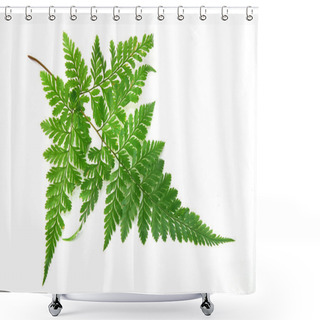 Personality  Green Leaves Of Fern Isolated On White Shower Curtains