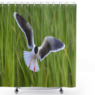 Personality  The Little Gull Larus Minutus Shower Curtains
