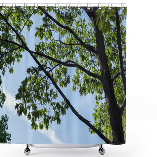 Personality  Low Angle View Of Maple Green Leaves With Blue Sky At Background Shower Curtains