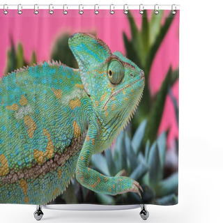 Personality  Side View Of Cute Chameleon On Succulents On Pink Shower Curtains