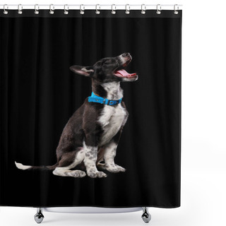 Personality  Pooch Dark Dog In Blue Collar With Open Mouth Isolated On Black Shower Curtains