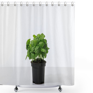 Personality  Fresh Green Basil Growing In Flowerpot Isolated On White Shower Curtains