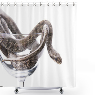 Personality  The Snake Lies In A Goblet On A White Background Shower Curtains