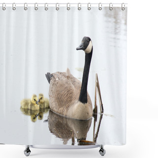 Personality  Canada Goose Goslings Shower Curtains