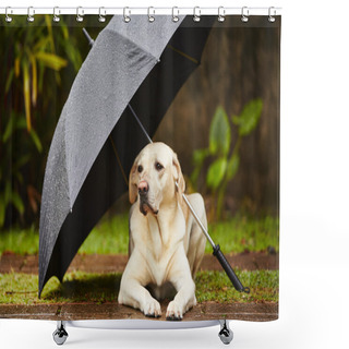 Personality  Dog In Rain Shower Curtains
