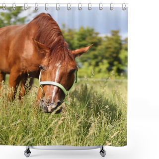 Personality  Extreme Head Shot Close Up Of A Beautiful Young Chestnut Colored Mare On Natural Background When Grazing On Pasture Summertim Shower Curtains