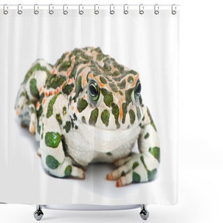 Personality  Bufo Viridis. Green Toad On White Background. Shower Curtains