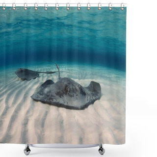 Personality  Southern Atlantic Stingrays Shower Curtains
