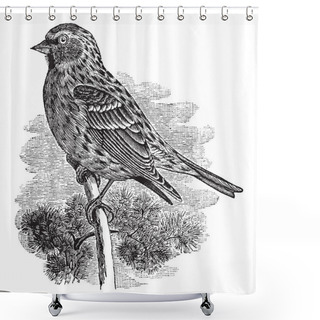 Personality  Common Redpoll Is A Species Of Bird In The Finch Family, Vintage Line Drawing Or Engraving Illustration. Shower Curtains