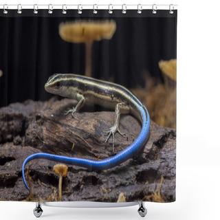 Personality  Emoia Caeruleocauda, (Blue Tailed Skink) Commonly Known As The Pacific Bluetail Skink, Is A Species Of Lizard In The Family Scincidae. Shower Curtains