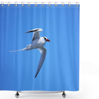 Personality  Red-billed Tropicbird (Phaethon Aethereus) Flying Near South Plaza Island, Galapagos National Park, Ecuador. Shower Curtains