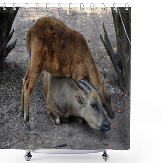 Personality  Anoa Bubalus Depressicornis From Indonesia Shower Curtains