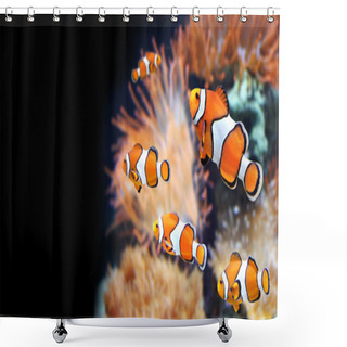 Personality  Sea Anemone And Clown Fish Shower Curtains