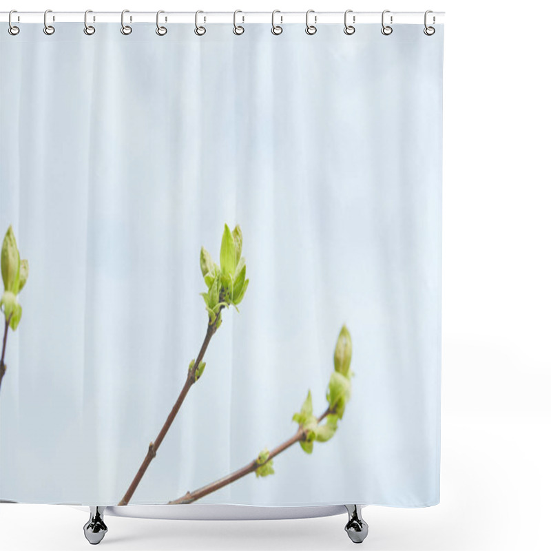 Personality  Close Up Of Tree Branches With Blooming Green Leaves With Clear Blue Sky On Background Shower Curtains