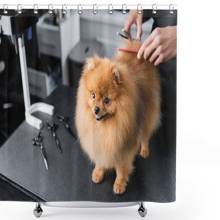 Personality  Cropped View Of African American Groomer Doing Haircut To Pomeranian Spitz Shower Curtains