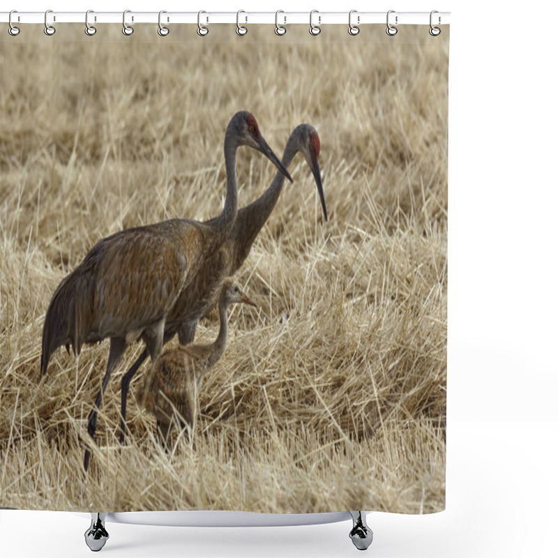 Personality  A Sandhill Crane Family, Grus Canadensis, In Field Shower Curtains