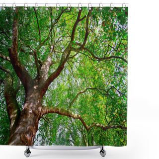 Personality  Old Tree Branches Shower Curtains