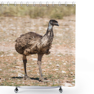 Personality   Emu Walking In Nature Shower Curtains