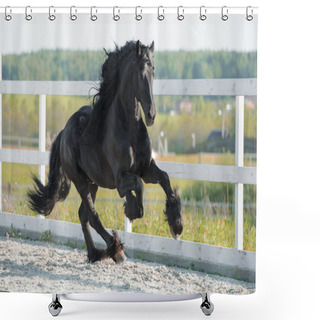 Personality  Black Friesian Horse Runs Gallop In Summer Shower Curtains