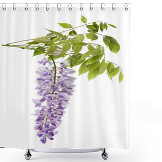 Personality  Wisteria Shower Curtains