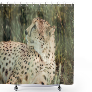 Personality  Close Up View Of Beautiful Cheetah Animal Resting On Green Grass At Zoo Shower Curtains