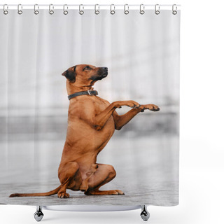 Personality  Adorable Rhodesian Ridgeback Dog Begging Outdoors Shower Curtains