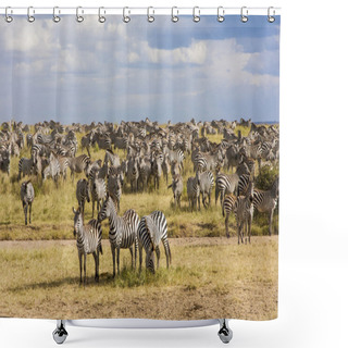 Personality  Zebra Herd During Migration In Serengeti National Park Tanzania Shower Curtains