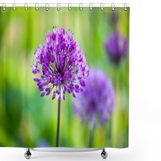 Personality  Purple Allium Flower  Shower Curtains