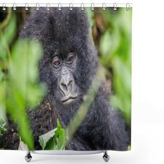 Personality  Close Up Of A Baby Mountain Gorilla. Shower Curtains