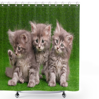 Personality  Cute Gray Kittens Shower Curtains