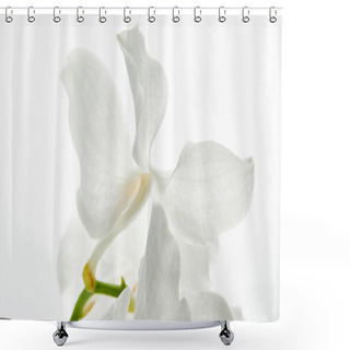 Personality  Close Up View Of Beautiful Orchid Flower On Branch Isolated On White Shower Curtains