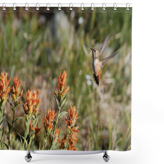 Personality  Rufous Hummingbird With Wildflowers Shower Curtains