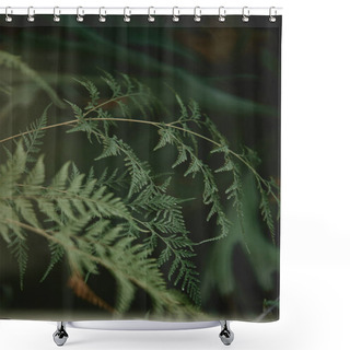 Personality  Selective Focus Of Branches With Green Leaves Of Cypress On Blurred Background  Shower Curtains