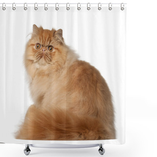 Personality  Portrait Of Persian Cat, 7 Months Old, Sitting In Front Of White Background Shower Curtains