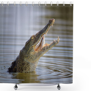 Personality  Nile Crocodile Swollowing Fish Shower Curtains
