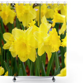 Personality  Yellow Daffodil In The Spring Garden. Shower Curtains