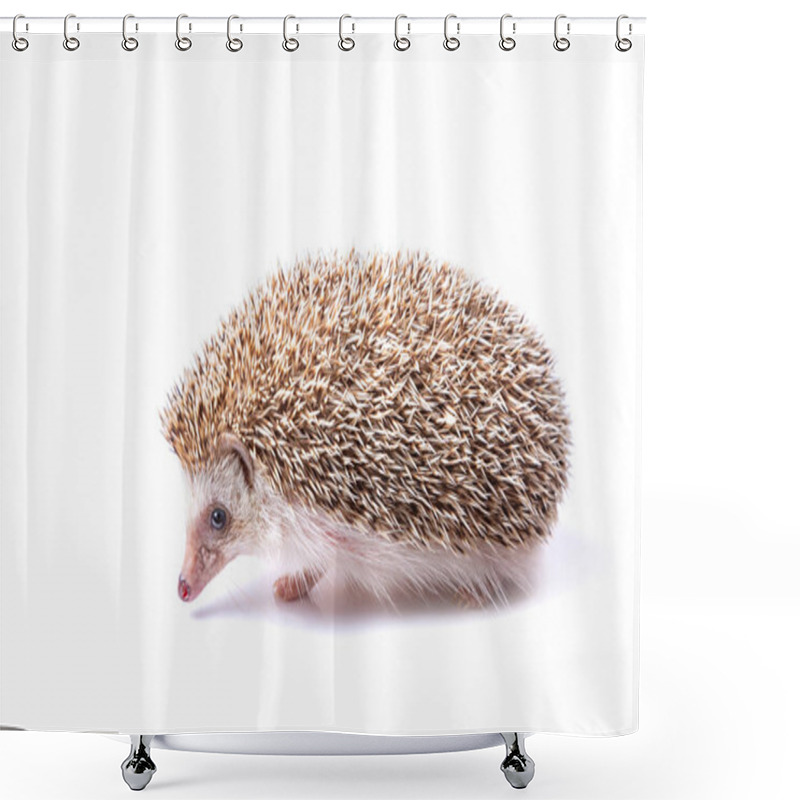 Personality  European Hedgehog isolated on white background. shower curtains