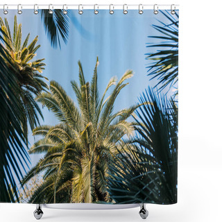 Personality  Green Palm Trees On Blue Sky Background In Parc De La Ciutadella, Barcelona, Spain Shower Curtains