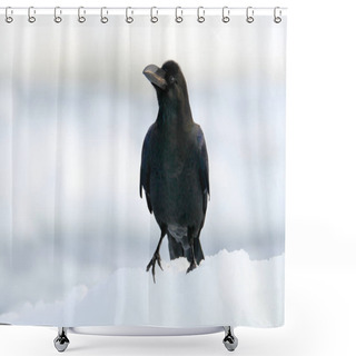 Personality  Raven Sitting In White Environment During Winter, Nature Habitat, Japan. First Snow With Bird. Wildlife Scene From Snowy Nature. Black Bird In White Snow.  Shower Curtains
