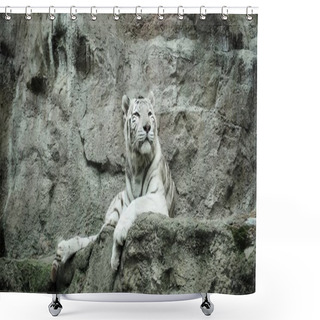 Personality  The White Bengal Tiger (Panthera Tigris) Sits Proudly On The Stone. Shower Curtains
