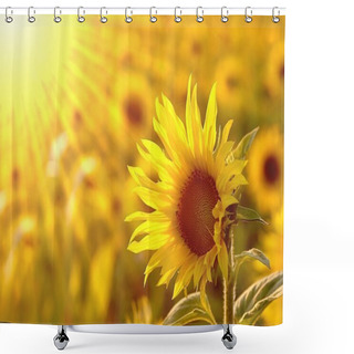 Personality  Sunflower In The Field Shower Curtains